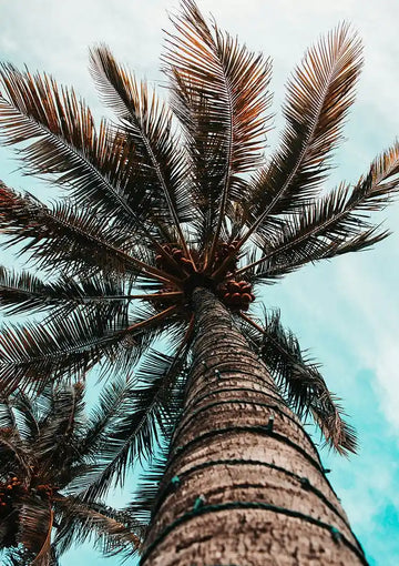 dibond,ingelijst,canvas,poster