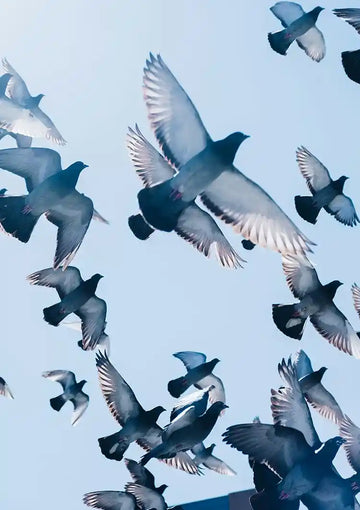 dibond,ingelijst,canvas,poster