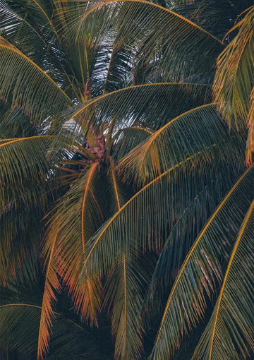 dibond,ingelijst,canvas,poster