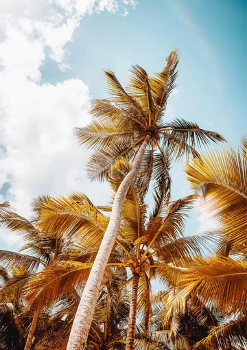 dibond,ingelijst,canvas,poster