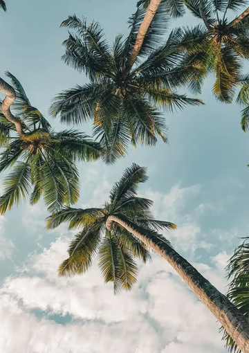 dibond,ingelijst,canvas,poster