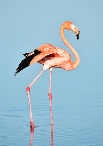 dibond,ingelijst,canvas,poster