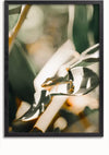 Een ingelijste foto, perfect voor wanddecoratie, toont een kleine gekko die rust op een groen en wit bont blad in een natuurlijke buitenomgeving, met wazig gebladerte op de achtergrond. Dit Kikker Op Groot Blad Schilderij van CollageDepot bevat een magnetisch ophangsysteem voor eenvoudige weergave.,Zwart-Zonder,Lichtbruin-Zonder,showOne,Zonder