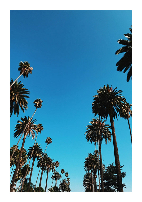 Een heldere hemel met talloze hoge palmbomen die zich uitstrekken naar de bovenkant van het frame en een zonnige, serene dag weergeven met bbb 023 - natuur van CollageDepot.-