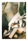 Een kleine gekko zit op een plantenblad met witte en groene strepen. De achtergrond is wazig, waardoor de gekko en het blad benadrukt worden. Zonlicht filtert er doorheen, werpt schaduwen op het blad, waardoor een scène ontstaat die perfect is voor wanddecoratie of als Kikker Op Groot Blad Schilderij van CollageDepot met een magnetisch ophangsysteem.-