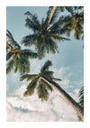 Hoge palmbomen met weelderige groene bladeren zwaaien tegen een heldere hemel met zachte wolken, bekeken vanuit een lage hoek die hun hoogte en de tropische sfeer van cc 099 - natuur van CollageDepot accentueert.-