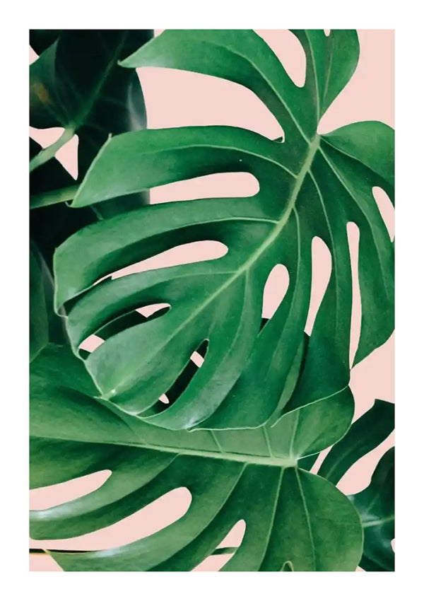 Een close-upafbeelding van levendige groene cc 104 - natuurbladeren met opvallende spleten en gaten, tegen een zachtroze achtergrond door CollageDepot.-